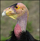 California Condor