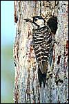 Red-Cockaded Woodpecker