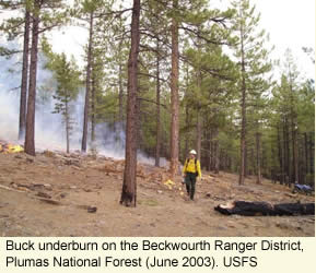 [Photo] Buck underburn on the Beckwourth Ranger District, Plumas National Forest (June 2003). USFS