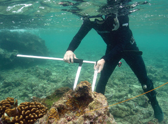 Using a caliper, a diver measures coral. Photo Credit: Doug Helton.