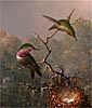 Image: Martin Johnson Heade
Cattleya Orchid and Three Brazilian Hummingbirds, 1871
Gift of The Morris and Gwendolyn Cafritz Foundation