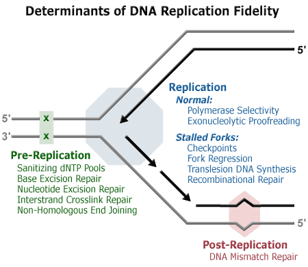 Determinants of DNA Replication Fidelity: process showing Pre-Replication, Replication and Post-Replication.
