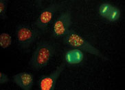 Fluorescently labeled cells