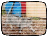 Photo of a cat in a tv screen.
