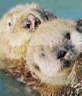 California sea otters (Enhydra lutris)