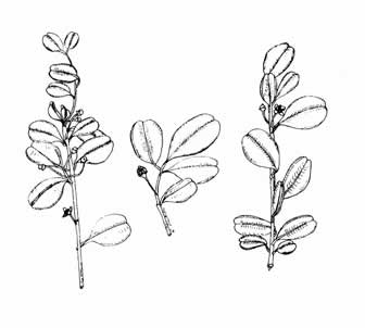 Illustration/Link of the Sintenis' Holly/Ilex sintenisii