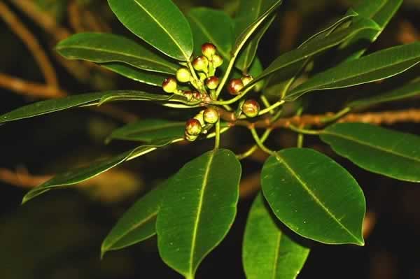 Photo/Link to the Tabaiba, Sapium laurocerasus