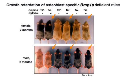 The mice that experienced Cre-dependent deletion of Bmpr1a specifically in differentiated osteoblasts were recovered after birth (orange arrows); however, they were smaller than their normal littermates.