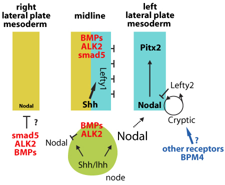 ALK2 regulates expression of Nodal at the node to establish its asymmetric expression. ALK2 is an essential component needed to initiate Lefty1 expression at the midline for midline barrier function.