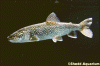 lake trout - link to fish pages