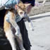 Photo of a cat rescued after Hurricane Katrina