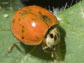 a ladybird beetle