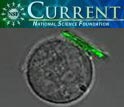 NSF Current, December 2008 Edition