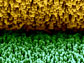 A scanning electron microscopy image showing piezoelectric zinc oxide nanowires