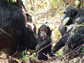 Photo of a baby chimp and adult chimps.