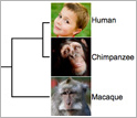 Illustration of a family tree showing how lemurs and humans are related and how lemurs diverged.