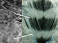 Striped fossil feather and recent woodpecker feather show melanosomes in dark, but not light, areas.