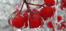 Dark red crabapple encased in ice