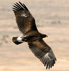 Golden Eagle in Flight