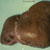 Kaposi sarcoma: liver at autopsy