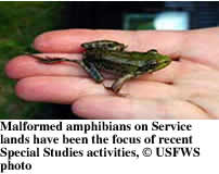 Image of malformed frog