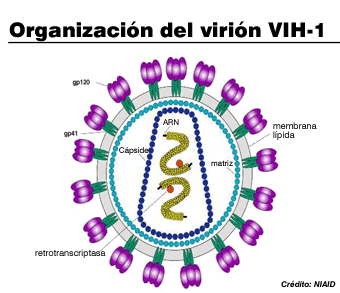 Diagrama artístico del virión VIH-1.
