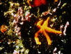 Starfish or sea stars are animals belonging to phylum Echinodermata, class Asteroidea. The name starfish is also used for the closely related brittle stars, which make up the class Ophiuroidea. They exhibit a superficially radial symmetry, typically with five or more "arms" protruding from a central body (pentaradial symmetry). In fact, their evolutionary ancestors are believed to have had bilateral symmetry, and sea stars do have some remnant of this body structure.