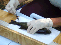 Scientist inserting needle into a small mouth bass to extract sex tissue for processing.