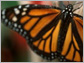 Monarch butterfly