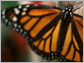 Monarch Larva Monitoring Project