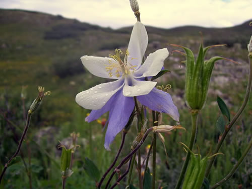 Columbine on the San Juan NF. Photo by William Zillich