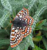 Taylor's checkerspot butterfly