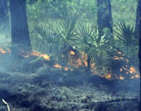 An underburn in longleaf pine and palmetto forest.