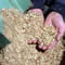 Picture of wood chips falling down a chute over two hands