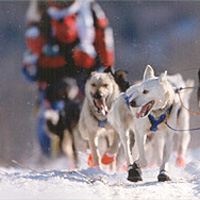 Picture of huskies pulling a race sled.
