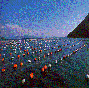 A view of oyster farm located in the southern coastal waters of Korean peninsula.