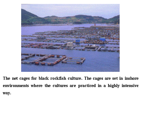 The net cages for black rockfish culture