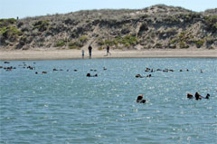 Elkhorn Slough, CA