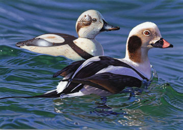 Long-tailed duck- Joshua Spies, South Dakota