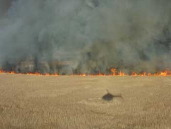 Smoke from a prescribed fire at Lower Klamath NWR rises straight up and remains within the perimeter of the fire. Prescribed burns provide for better firefighter and public safety by helping prevent poor air quality and visibility on the ground that often occur during uncontrolled wildfires. (USFWS)