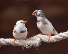 a photo of two zebra finches.