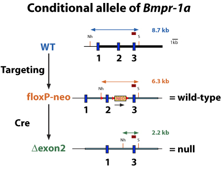 Exon 2 of Bmpr1a was floxed.