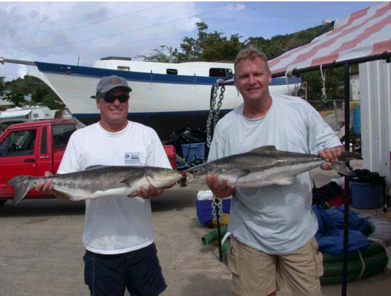 The 11 month old Cobia grown under Sea Station 3000 operated by Snappefarms, Inc., Culebra, Puerto Rico