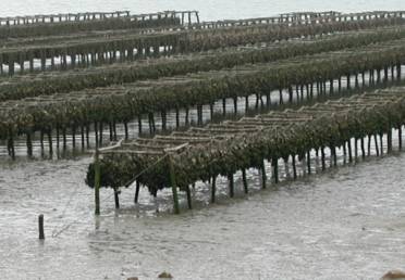 Racks of oysters on poles