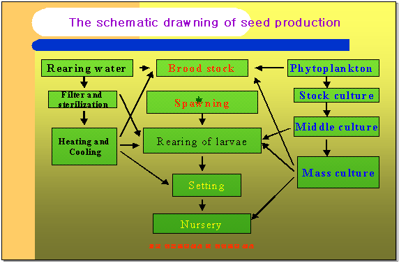 Schematic chart of seed production.