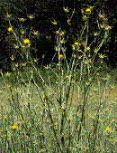 yellow starthistle plant