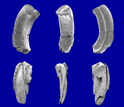 SEM images of teeth of the Late Cretaceous gondwanathere mammal Lavanify from Madagascar.
