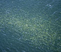 Photo of a jelly swarm.