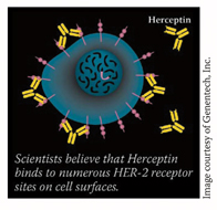 Scientists believe that Herceptin binds to numerous HER-2 receptor sites on cell surfaces.