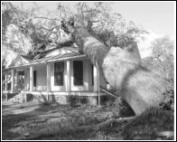 Image of a fallen tree on a house